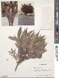 Fraxinus excelsior image