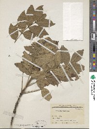 Fraxinus excelsior image