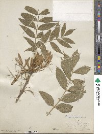 Fraxinus excelsior image