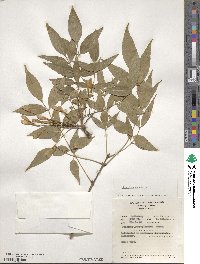 Fraxinus excelsior image