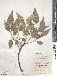 Fraxinus excelsior image