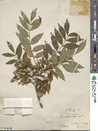 Fraxinus excelsior image