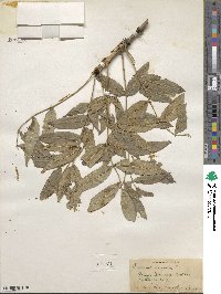 Fraxinus excelsior image