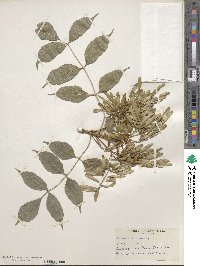 Fraxinus excelsior image