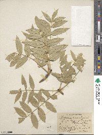 Fraxinus excelsior image