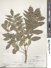 Fraxinus excelsior image