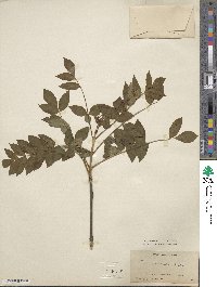 Fraxinus excelsior image