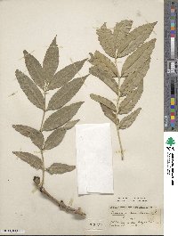 Fraxinus excelsior image