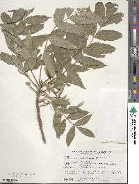 Fraxinus excelsior image