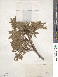 Fraxinus excelsior image