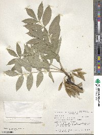 Fraxinus excelsior image