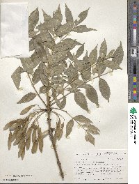 Fraxinus excelsior image