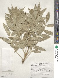 Fraxinus excelsior image