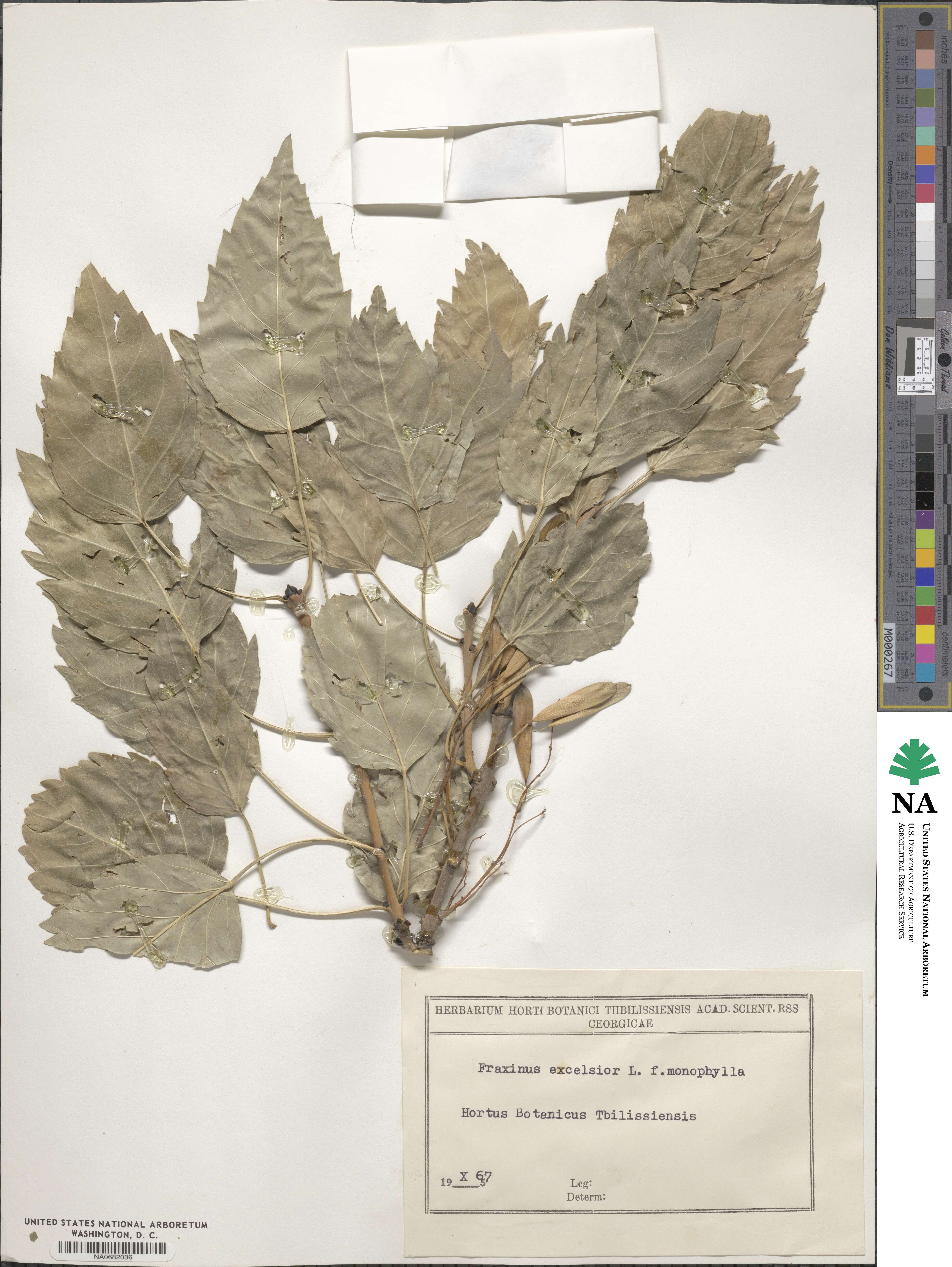 Fraxinus excelsior subsp. excelsior image