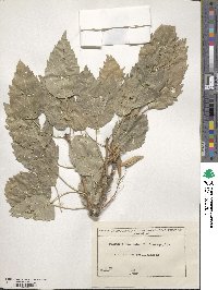 Fraxinus excelsior image