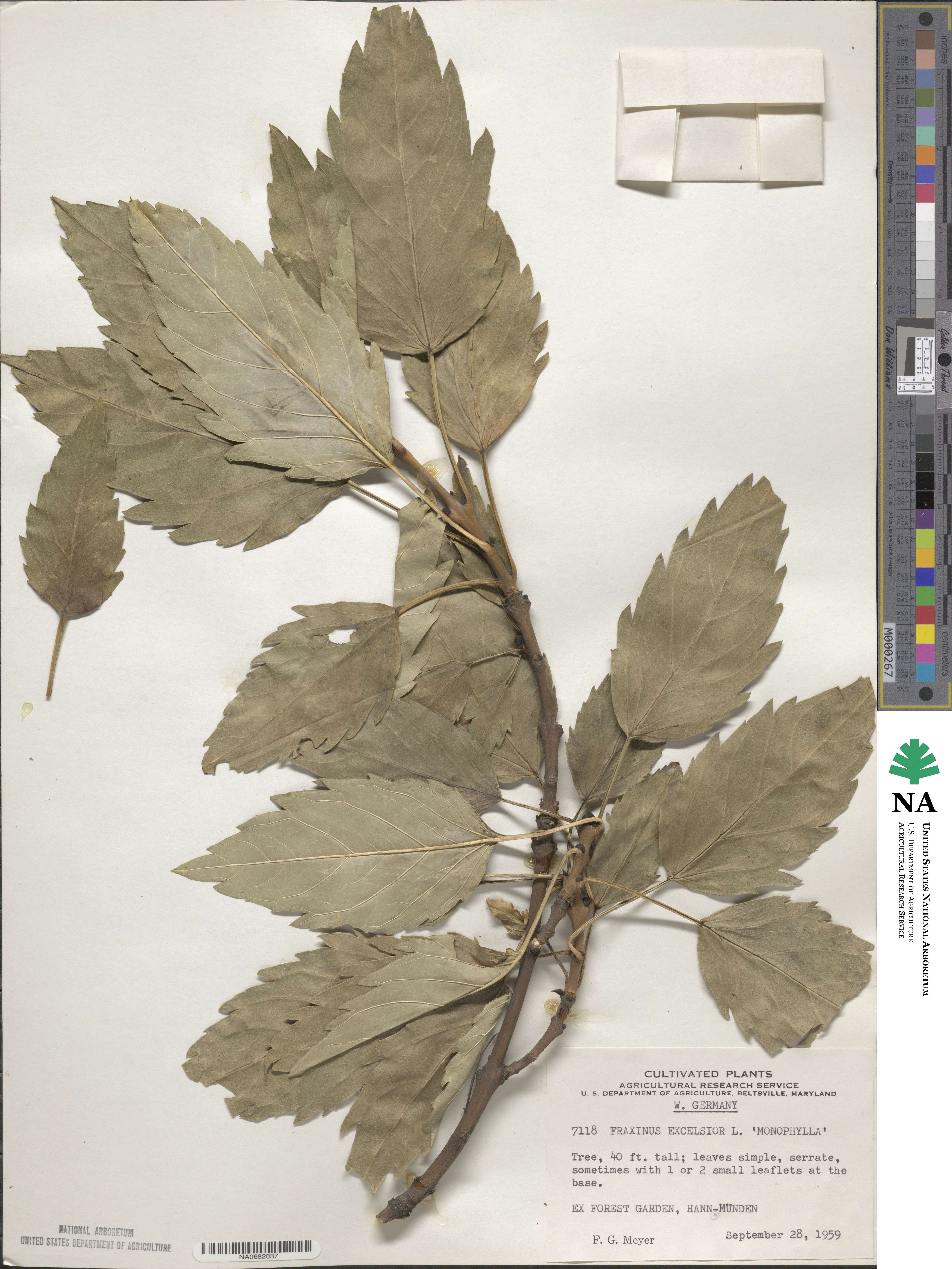 Fraxinus excelsior subsp. excelsior image