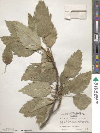 Fraxinus excelsior image