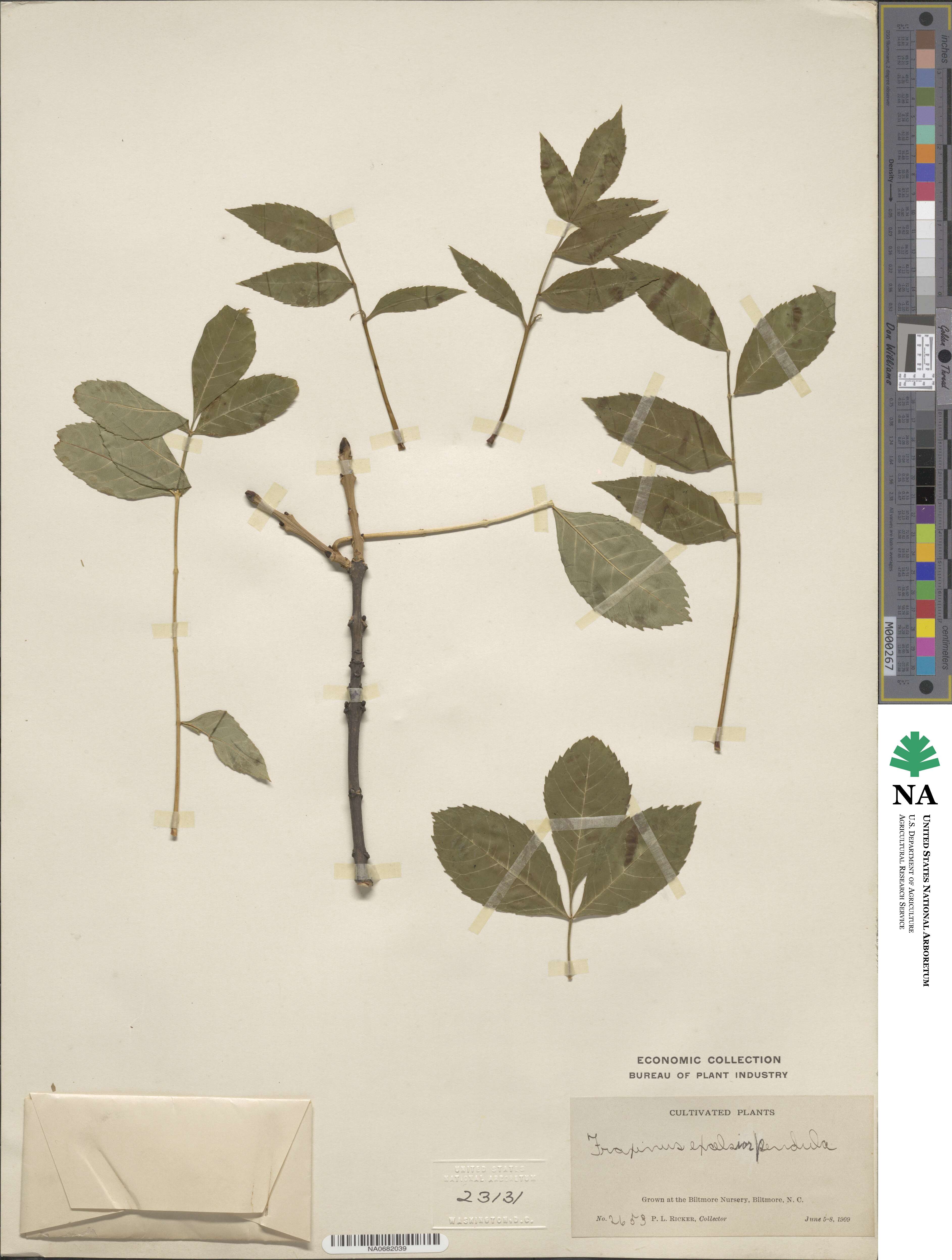 Fraxinus excelsior subsp. excelsior image