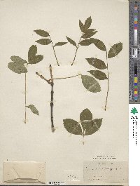 Fraxinus excelsior subsp. excelsior image