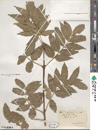 Fraxinus excelsior image