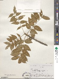 Fraxinus excelsior image