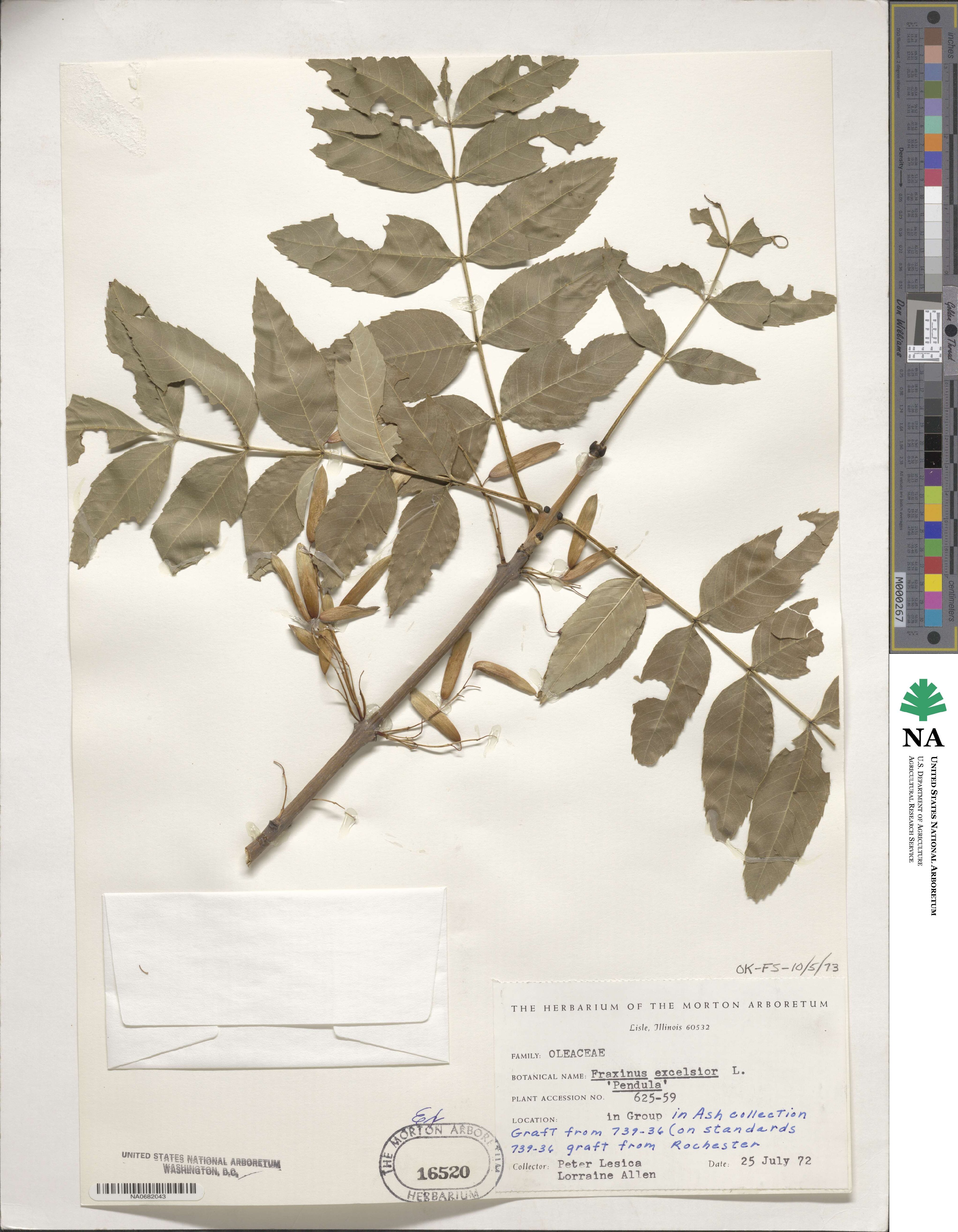 Fraxinus excelsior image