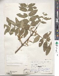 Fraxinus excelsior image