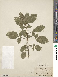 Fraxinus excelsior image