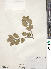 Fraxinus excelsior image