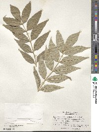 Fraxinus excelsior image