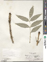 Fraxinus excelsior image