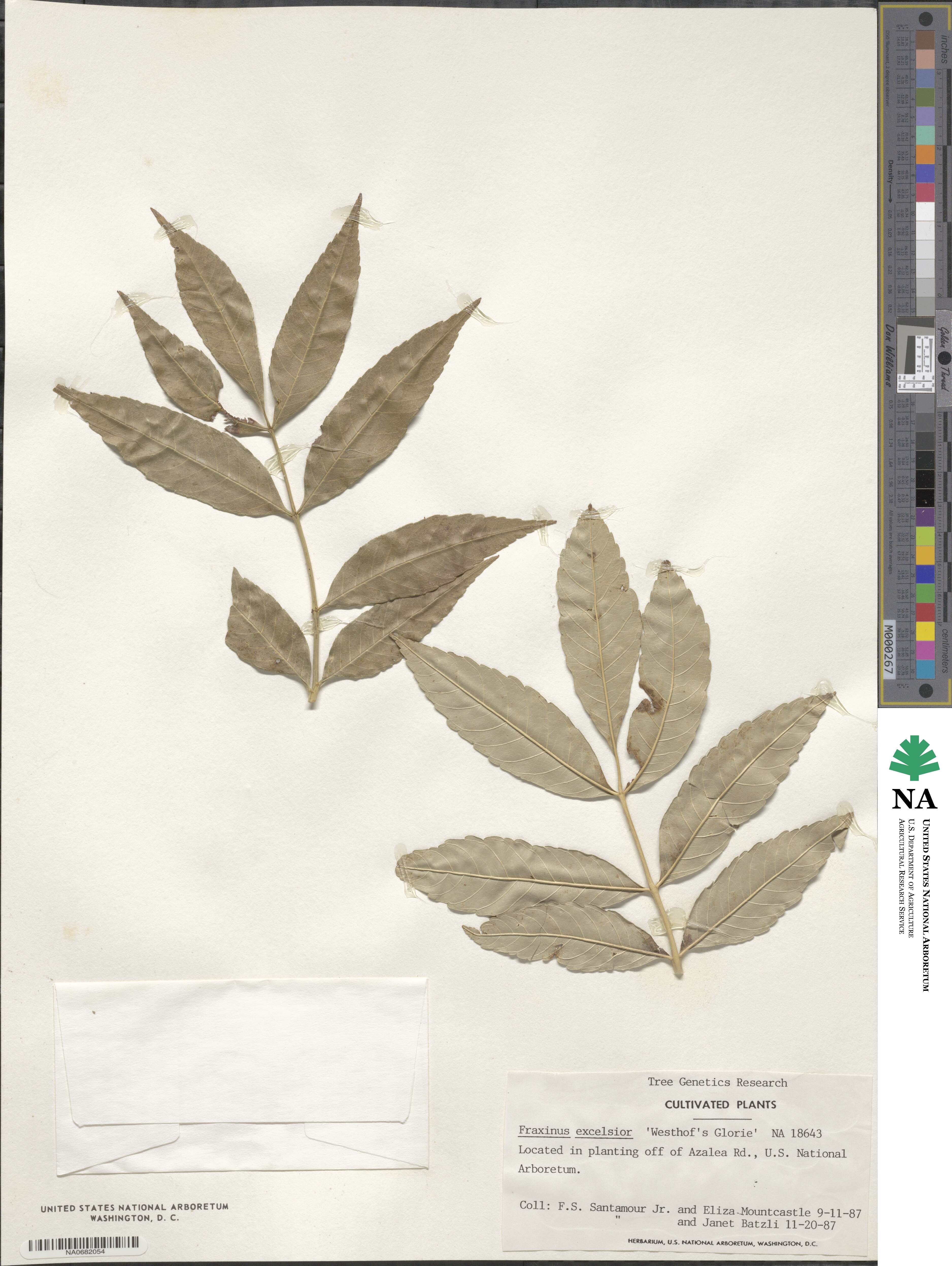 Fraxinus excelsior image