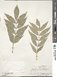 Fraxinus excelsior image