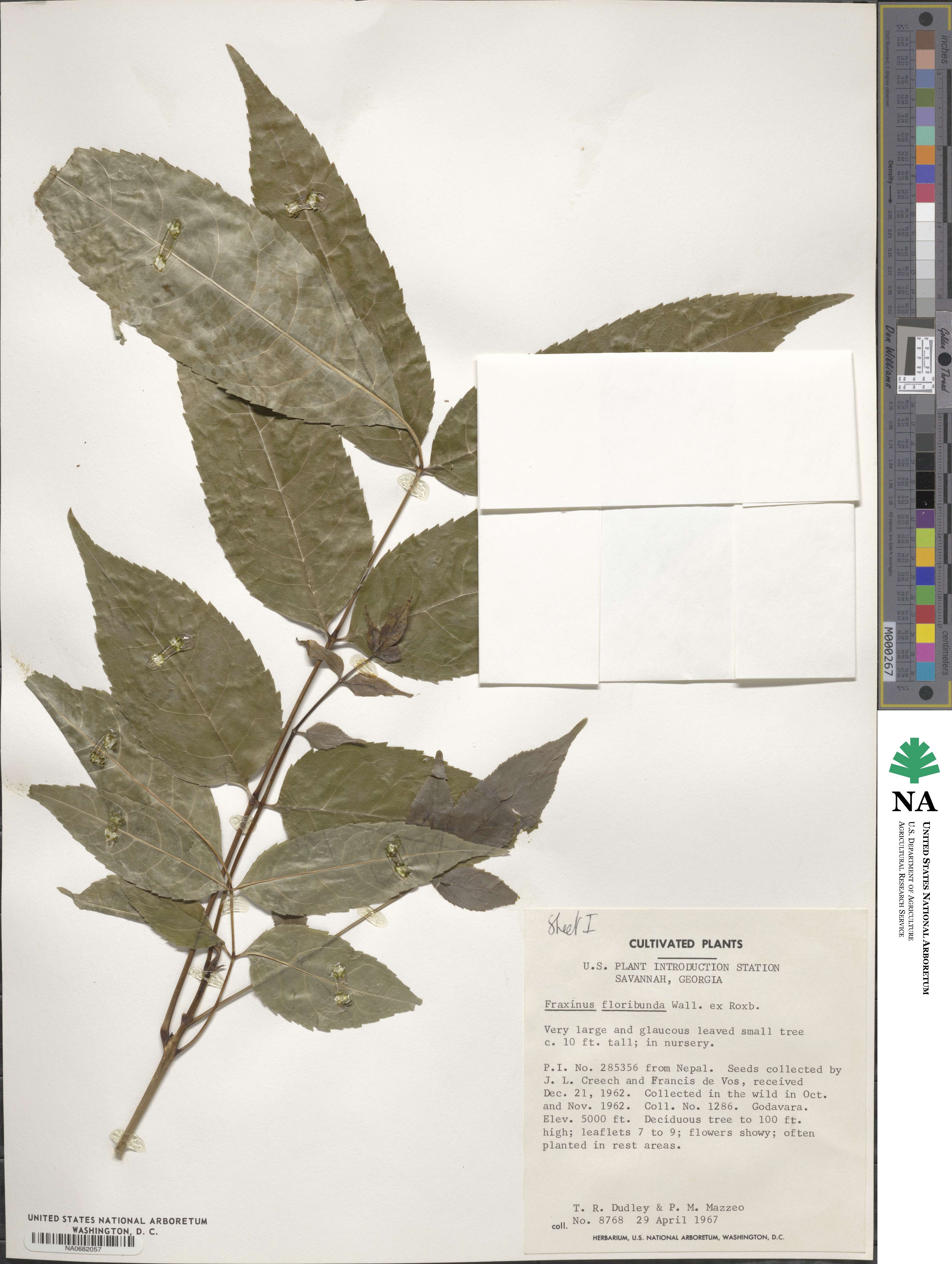 Fraxinus floribunda image