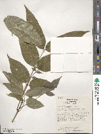 Fraxinus floribunda image