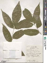 Fraxinus floribunda image