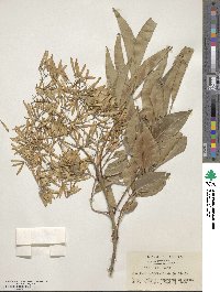 Fraxinus griffithii image