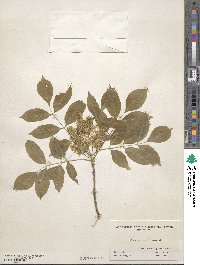 Fraxinus greggii image