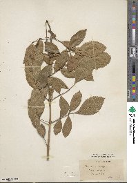 Fraxinus greggii image