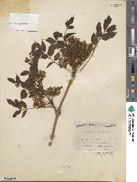 Fraxinus longicuspis image