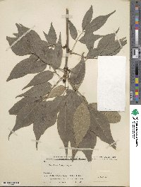 Fraxinus longicuspis image