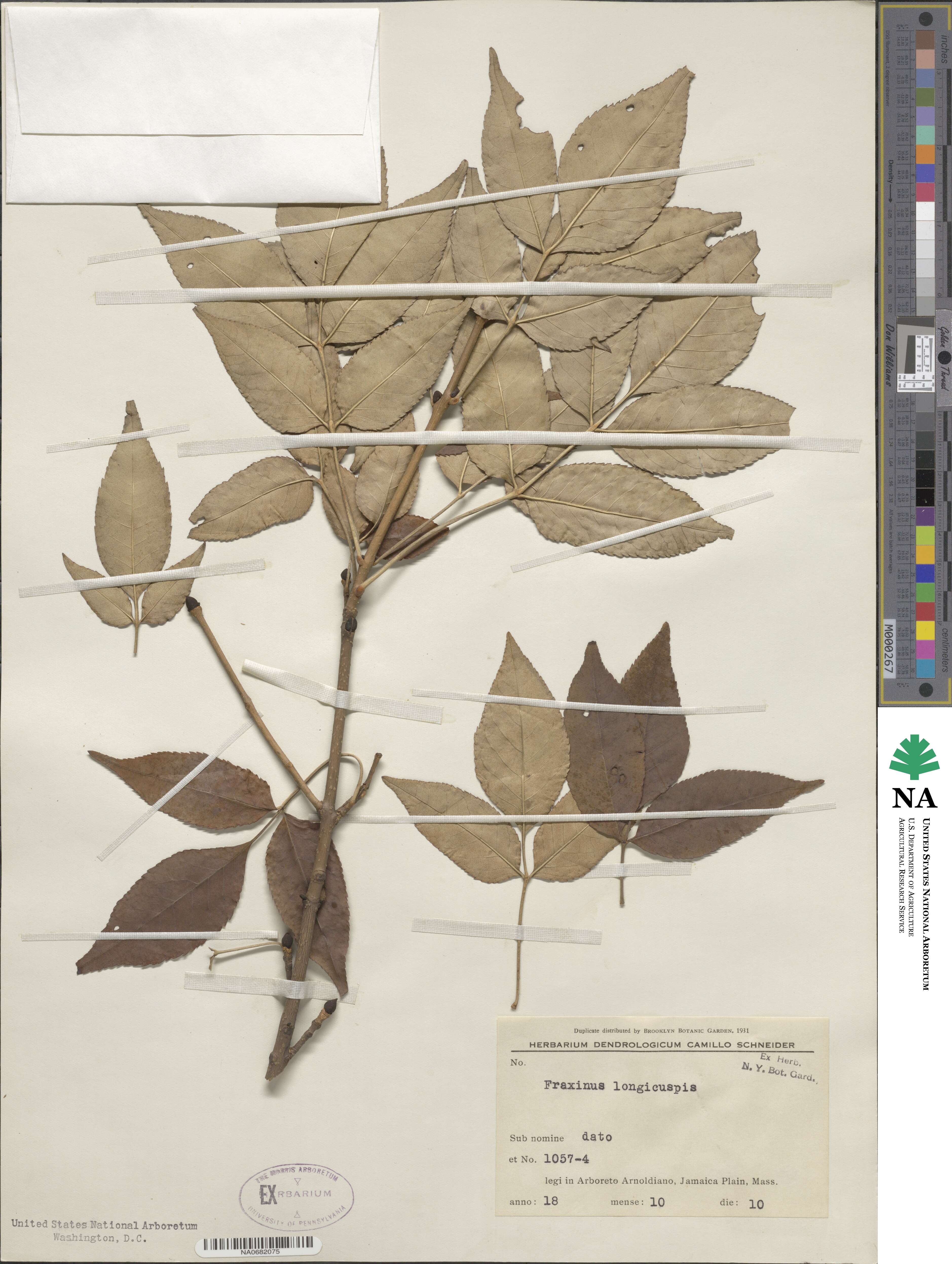 Fraxinus longicuspis image