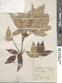 Fraxinus longicuspis image