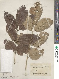 Fraxinus longicuspis image