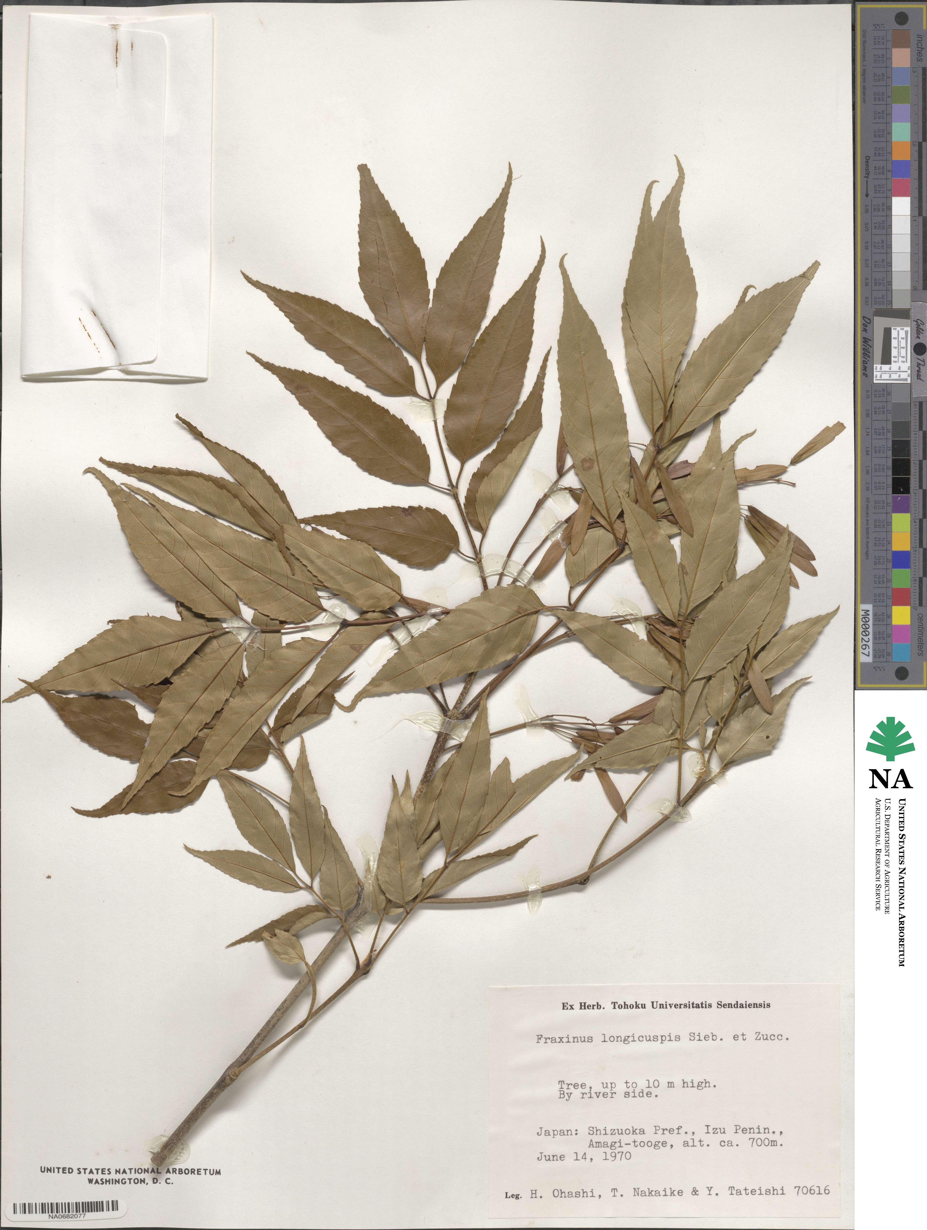 Fraxinus longicuspis image