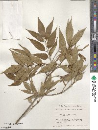 Fraxinus longicuspis image