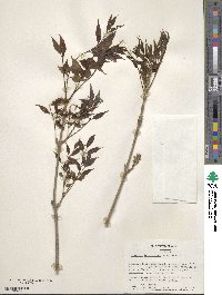 Fraxinus longicuspis image