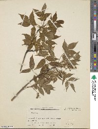 Fraxinus sieboldiana image