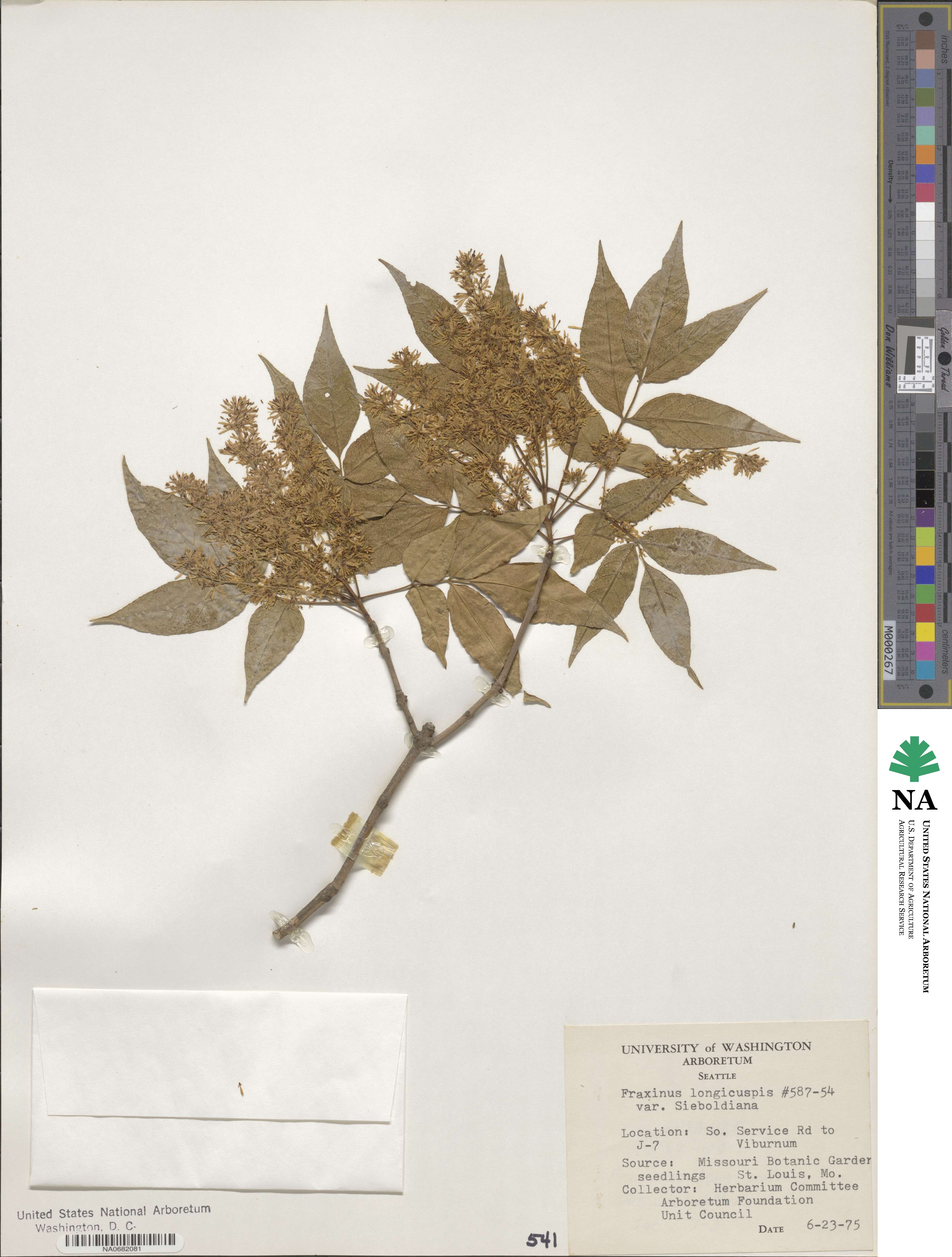 Fraxinus sieboldiana image