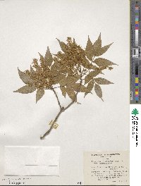 Fraxinus sieboldiana image